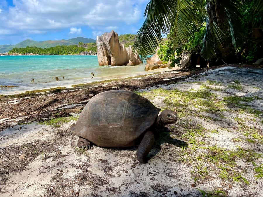 Curieuse and St. Pierre Islands Day Trip with BBQ Lunch - Leaving Praslin by speedboat