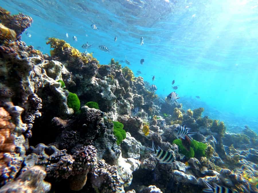Curieuse and St Pierre Snorkeling Half-Day Trip No BBQ Lunch - Why this half-day trip works well on Praslin