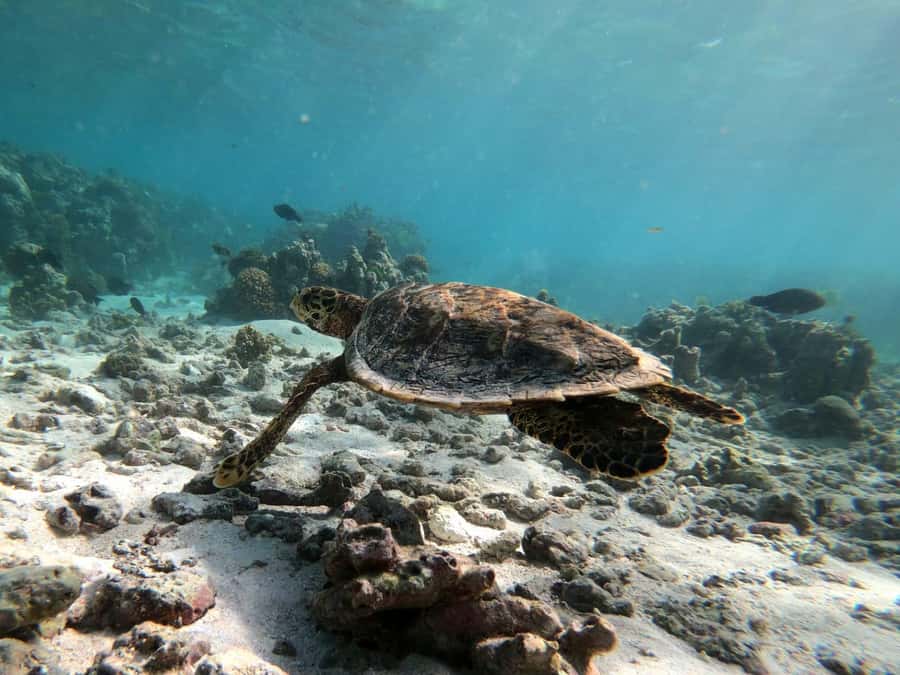 Curieuse and St Pierre Snorkeling Half-Day Trip No BBQ Lunch - Crossing Curieuse on the mangrove trail