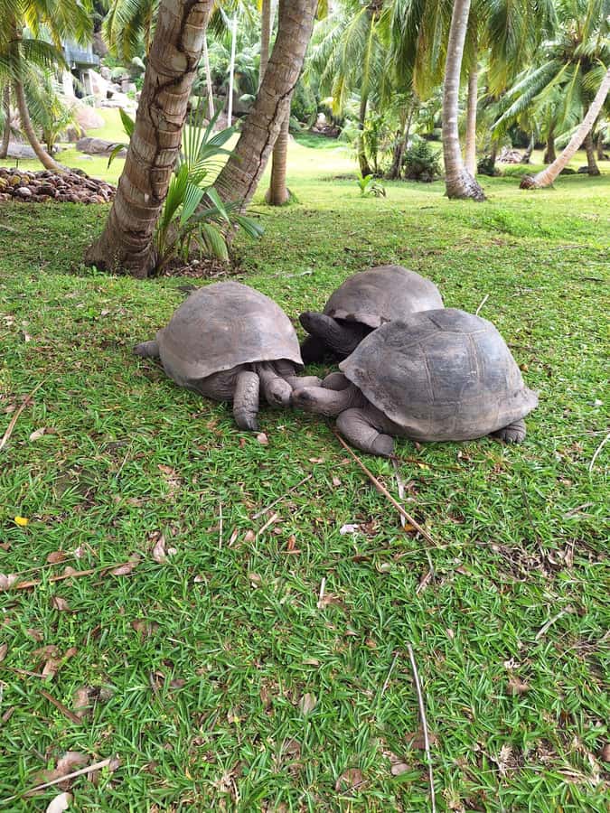 Curieuse and St Pierre Snorkeling Half-Day Trip No BBQ Lunch - Anse José Beach and the change of pace
