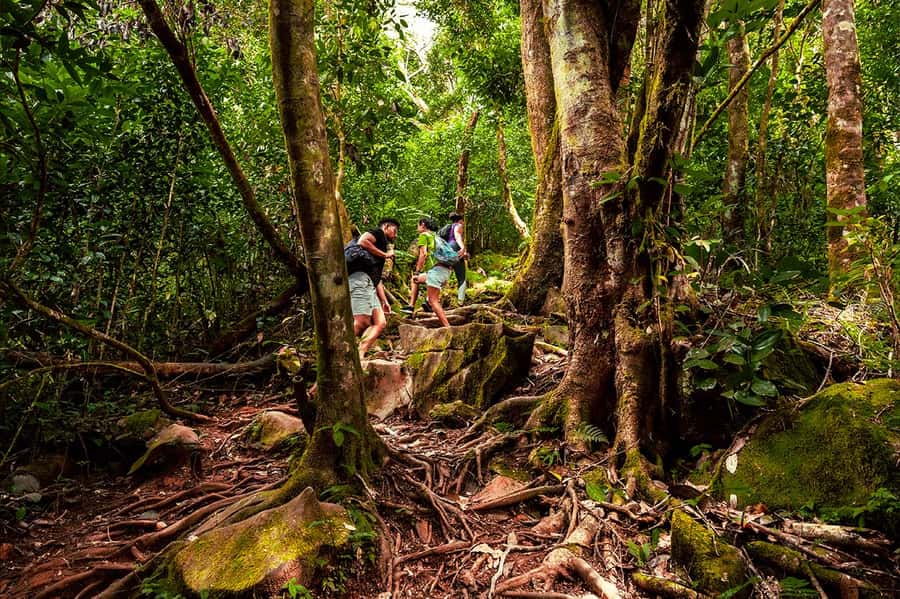 From Mahe: Guided Nature Trail Walk to Morne Blanc - Vacoa trees and plants made for island weather