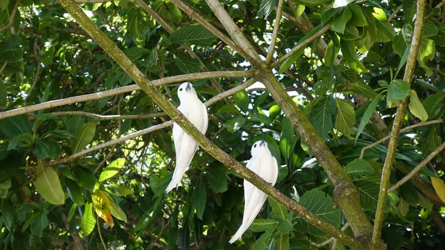 From Praslin: Cousin, Curieuse & St Pierre Islands Day Tour - What this Praslin island tour is really like