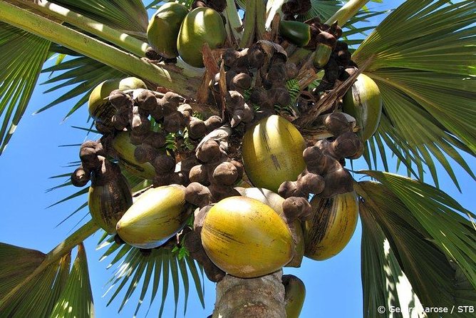 Full Day Discovery Tour of Vallee de Mai and Anse Lazio on Praslin Island - Key points to know before you book
