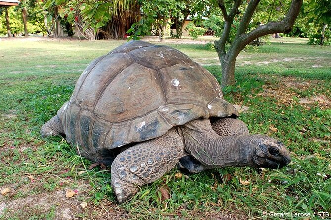 Full Day Excursion of Cousin, Curieuse and St Pierre Islands from Praslin Island - Why this three-island plan works