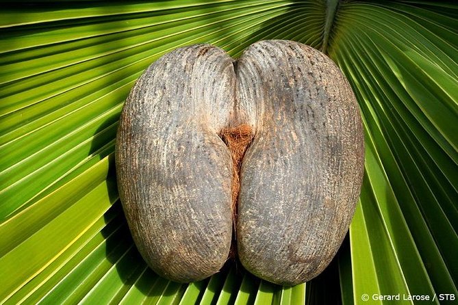Half Day Discovery Tour of Vallee de Mai on Praslin Island - The 8:30 am Pickup on Praslin