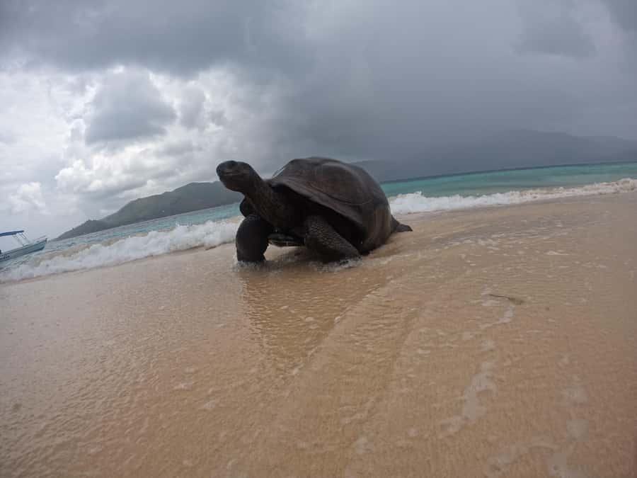 Island Adventure Cousin, Curieuse & St Pierre with BBQ Bliss - Curieuse Island, tortoises, mangroves, and lunch