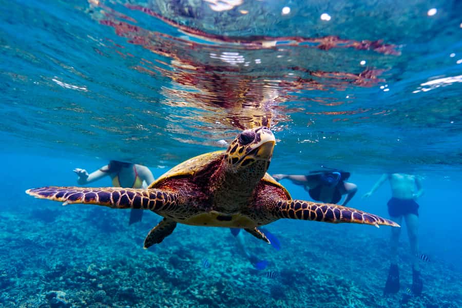 Mahé: Saint-Anne Marine Park and Moyenne Island Cruise - Creole lunch, music, and island downtime