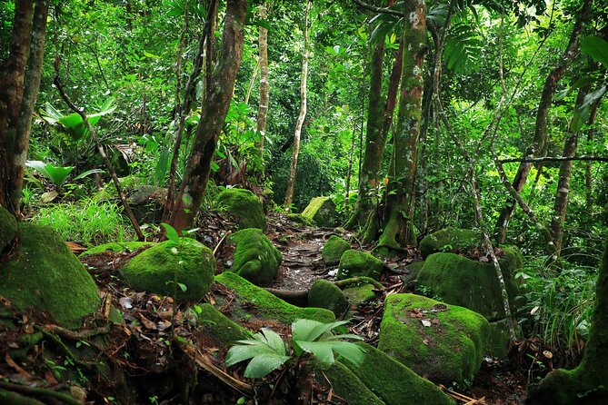 Nature trail - Morne Blanc (Mahe) - The Morne Blanc ascent takes real effort