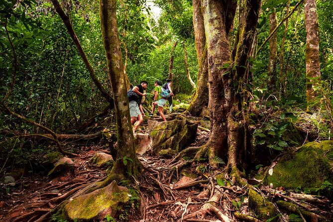 Nature trail - Morne Blanc (Mahe) - Forest plants and endemic birds