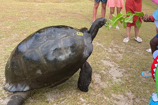 Omnibus service in Seychelles - Price, timing, and cancellation details