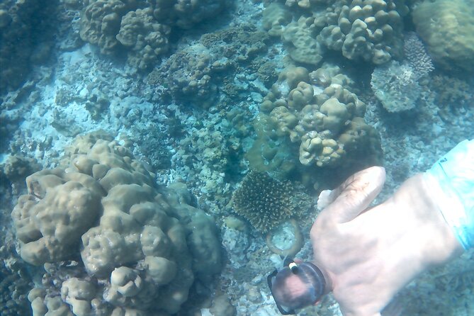 Praslin Curieuse, St Pierre &AnseLafarine fullday trip CreoleBBQ - St Pierre snorkeling at about 2:00 pm