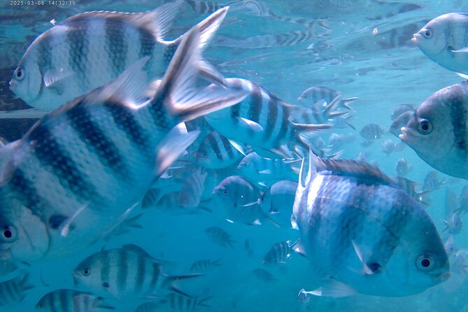 Praslin Curieuse, St Pierre &AnseLafarine fullday trip CreoleBBQ - Anse Lafarine for a second swim