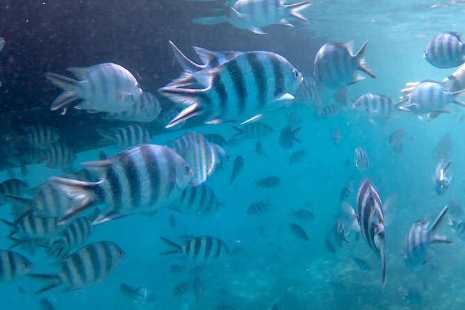 Praslin Curieuse, St Pierre &AnseLafarine fullday trip CreoleBBQ - Group size, comfort, and the pace of the day