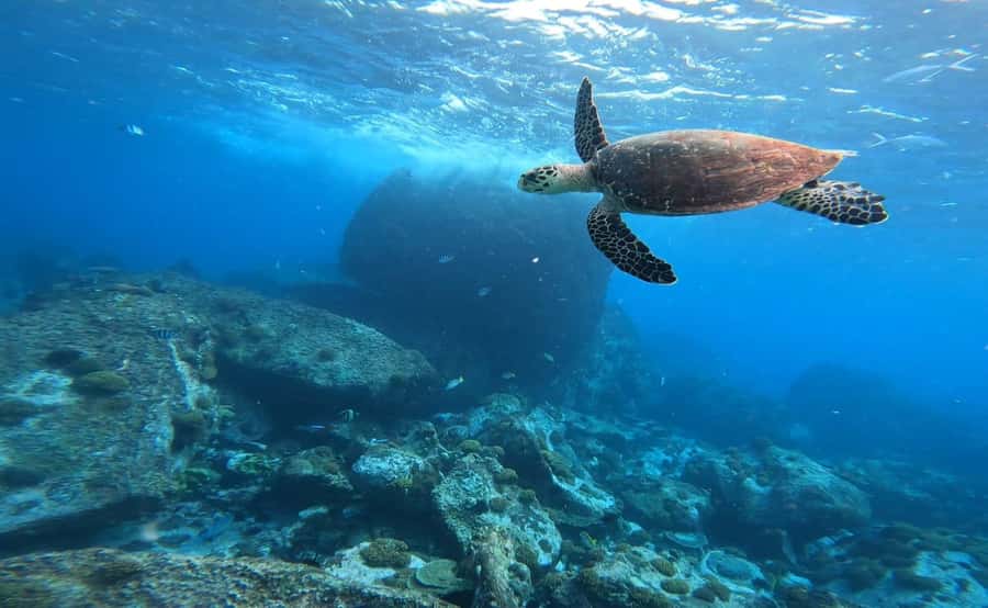 Praslin: Curieuse & St-Pierre Boat Adventure with Snorkeling - Guides, crew, and the overall service