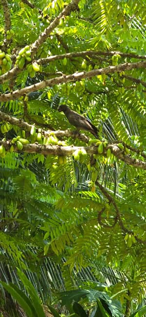 Praslin:Private Tour ValleDeMai,CoteD'orMuseum & AnseLazio - Why this Praslin day works well