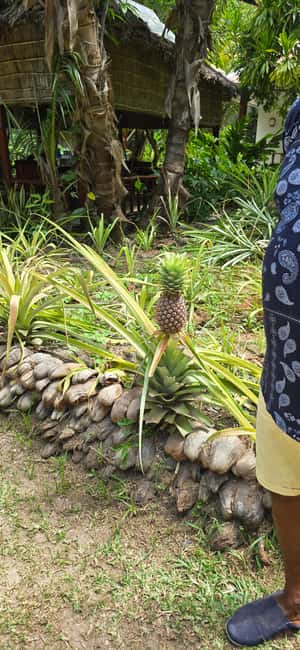 Praslin:Private Tour ValleDeMai,CoteD'orMuseum & AnseLazio - Vallée de Mai: two hours among the Coco de Mer palms