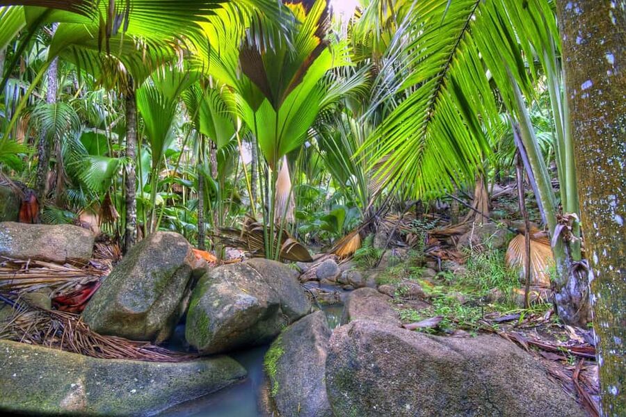 Praslin : Tour (Shared) - The short descent to Anse Lazio