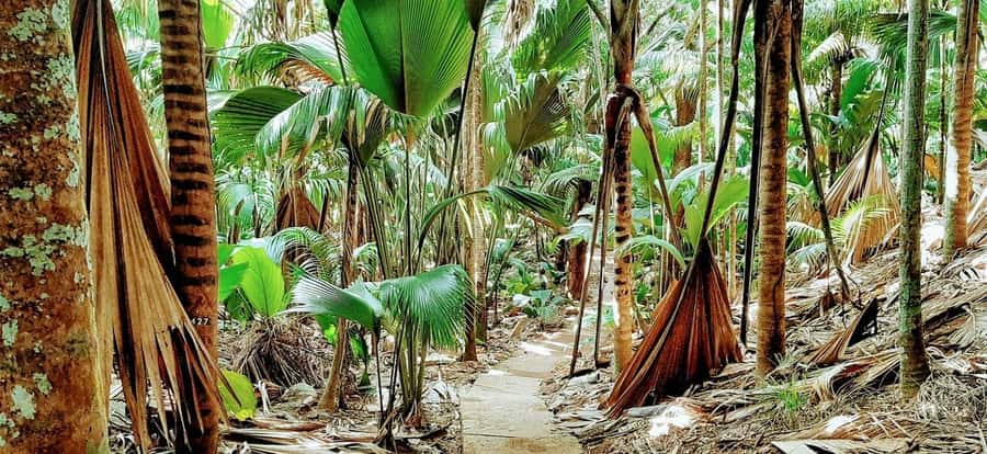 Praslin: Vallée de Mai and Anse Lazio Beach Full-day Tour - Walking through Vallée de Mai’s ancient forest