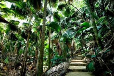 Vallee de Mai Guided Hike with Transfer