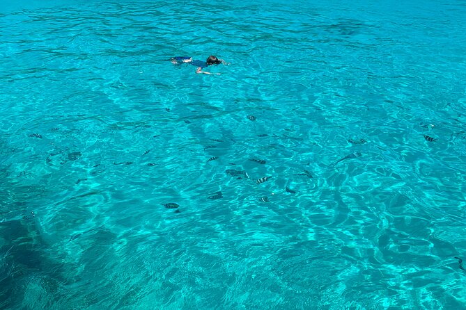 Reef Safari - Snorkeling, Fish Feeding & Lunch (Shared Day Trip) - Snorkeling, fish feeding, and the glass-bottom boat