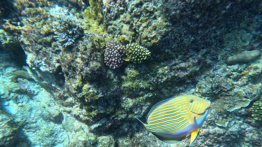 Snorkeling St-Pierre Marine Park and Anse Petite Cour - Key points at a glance