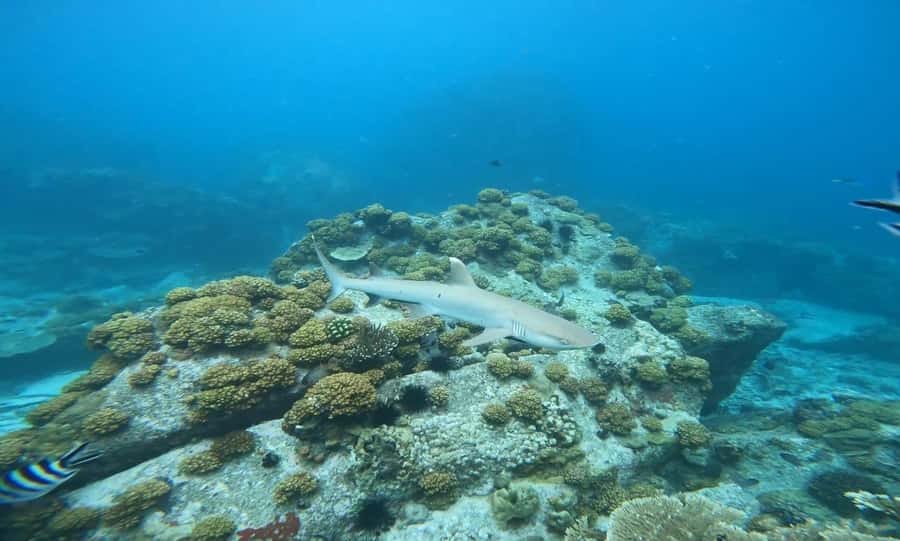 Snorkeling St-Pierre Marine Park and Anse Petite Cour - Boat access, ladders, and comfort in the water