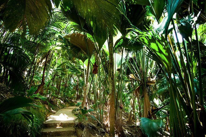 Vallee de Mai Tour (From Praslin) - Why Vallée de Mai matters on Praslin