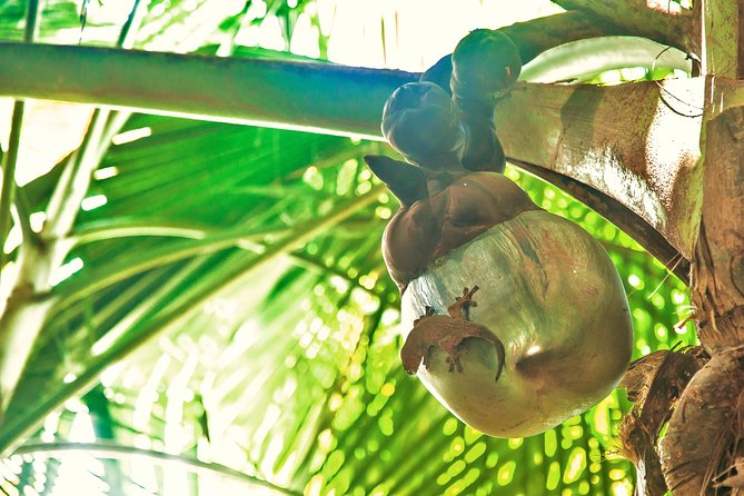 Vallee de Mai Tour (From Praslin) - Entering the palm forest