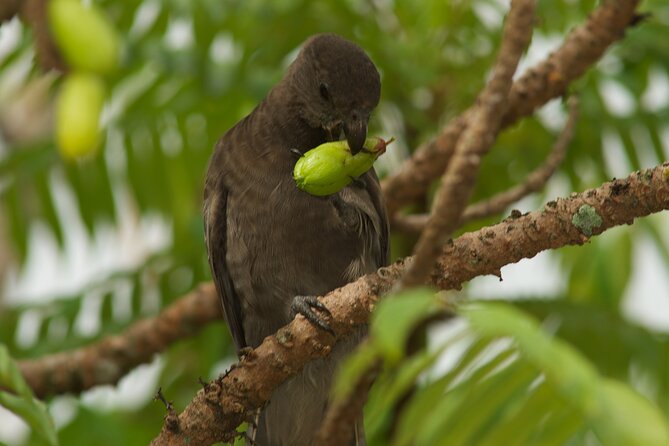 Vallee de Mai Tour (From Praslin) - What two and a half hours gives you